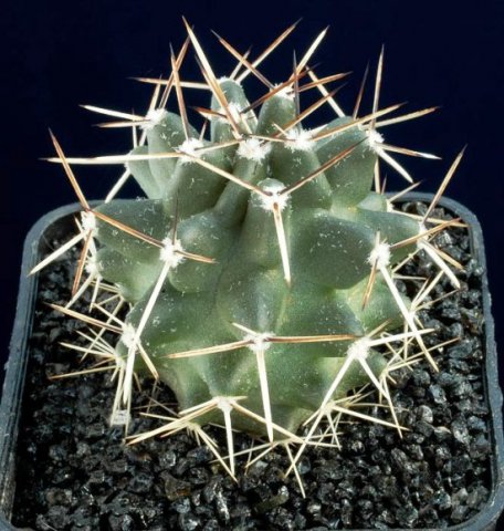 Echinocereus_kuenzleri